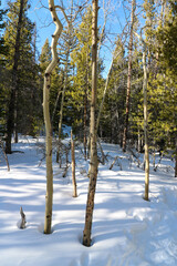 Trees and rocks Iin the snow.  Fresh snow covers Colorado landscape.  Pine trees, boulders, aspen trees and light shadows in a snowy scene.  