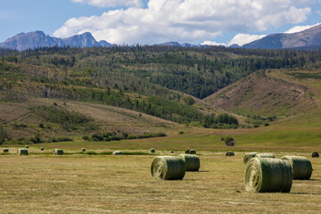 Green hay bales rolled in the summer.  Cultivated fields with multiple hay bales in the foreground with hills in the background.  Farmer's fields with green rolled hay bales and mountainous background © Rex Jaymes