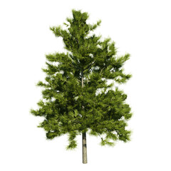 Larix decidua, tree known by the names of alerce, cedar, European larice or European larch, of the deciduous or deciduous conifer type. Isolated for composition.