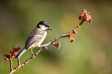 Adult Great Tit (Parus major) posed on a blossom branch in a British back garden in Spring. Yorkshire, UK - obrazy, fototapety, plakaty
