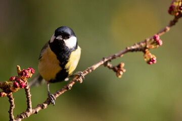 Adult Great Tit (Parus major) posed on a blossom branch in a British back garden in Spring. Yorkshire, UK