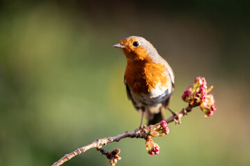 Sunlit Robin (Erithacus rubecula) posed on a blossom branch in a British back garden in Spring....