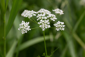 White Anthriscus sylvestris grows in the summer meadow. Cow parsley growing at the edge of a hay...