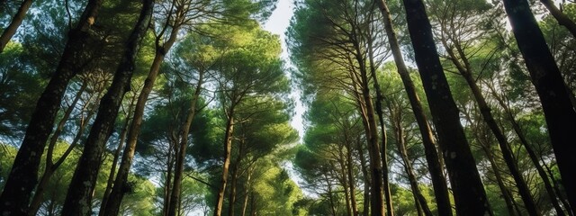 Pine trees in the forest, panoramic view of the forest