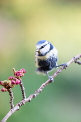 Adult Blue Tit (Cyanistes caeruleus) with black breast feathers, posed on blossom branch in a British back garden in Spring. Yorkshire, UK