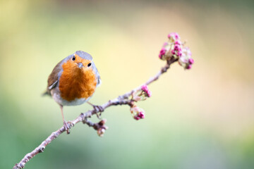 Robin (Erithacus rubecula) posed on a blossom branch in a British back garden in Spring. Yorkshire,...