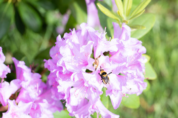 bee on pink flower