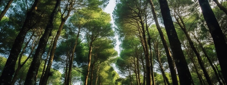 Pine trees in the forest, panoramic view of the forest