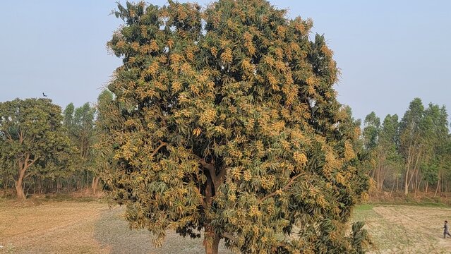 Mango tree in flower. The mango bouquet or mango flower is blooming full on the mango trees at  pakistan. Evergreen tree, lanceolate leaves, pale yellow flowers and drupe fruit. Beautiful 4K Footage.