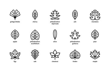 Plant leaves and their name vector linear icons. Isolated icon  collection of leaves plants ginkgo biloba, cherry, ash and more.