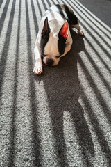 Boston Terrier dog lying on a grey carpet in the sunshine. The sun is behind her shining though slat blinds casting a shadow on her and the floor