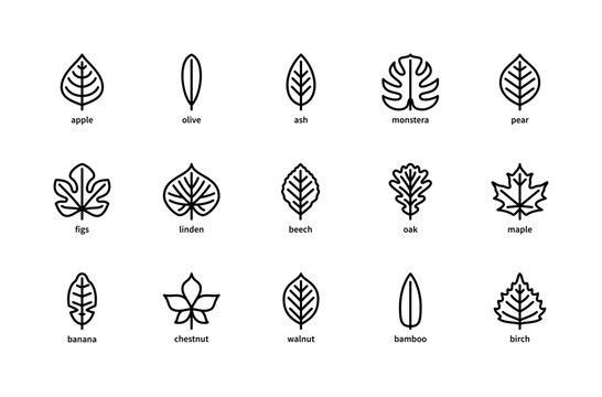 Plant leaves and their name vector linear icons. Isolated icon  collection of leaves plants apple, olive, ash, monstera and more.