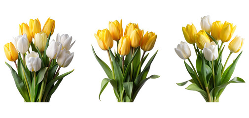 Yellow and white tulip flowers - obrazy, fototapety, plakaty