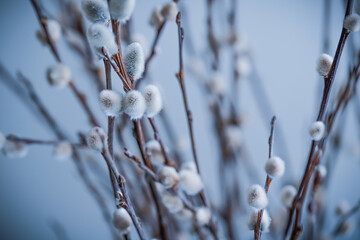 Pussy willow