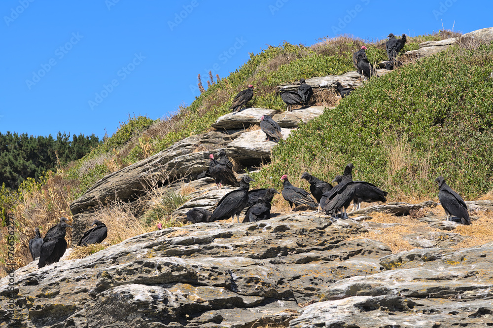 Wall mural Vultures on a cliff (Maule region, Chile)