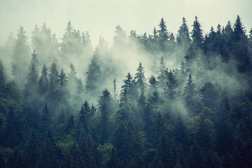 Misty mountain landscape - 766562284
