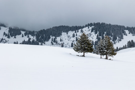 Pine trees and snow cover