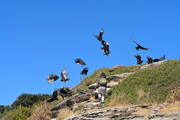Flock of black vultures birds flying above the head of a hiker clibing a cliff on w Beach of...