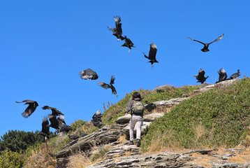 Flock of black vultures birds flying above the head of a hiker clibing a cliff on w Beach of Pelline during summer (Maule region, Chile)