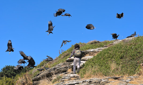 Flock of black vultures birds flying above the head of a hiker clibing a cliff on w Beach of Pelline during summer (Maule region, Chile)