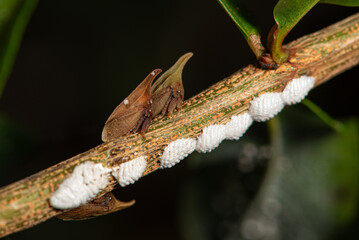 Insect, beautiful insects seen through a macro lens, black background, selective focus.