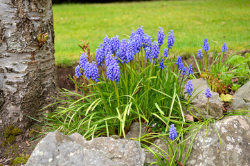 Obraz premium Muscari flowers blooming in the garden in Scotland, UK