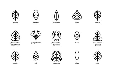 Plant leaves and their name vector linear icons. Isolated icon  collection of leaves plants walnut, banana, bamboo, birch and more. - obrazy, fototapety, plakaty