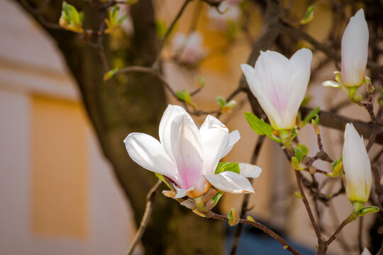big bright flowers of magnolia soulangeana tree in full bloom. beautiful urban background on a sunny day in spring