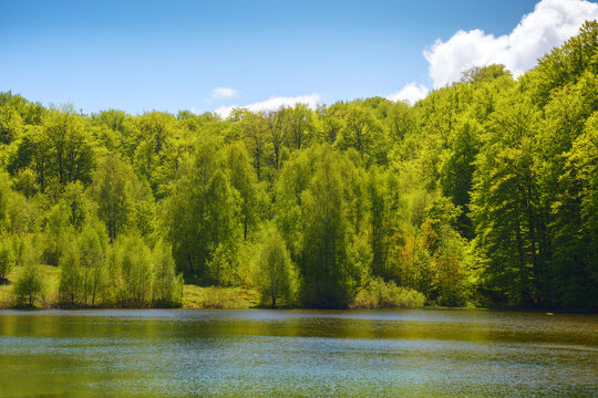 lake among the carpathian beech forest. nature scenery in spring on a sunny day