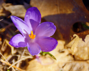 wild purple flowers blooming among fallen leaves. spring season holiday background. view from above