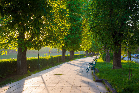 avenue with chestnut trees. bench on the side of a paved footpath. beautiful urban springtime scenery of uzhhorod city in morning light