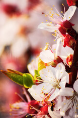 branch of a plum tree in full blossom. twig closeup on blurred floral background in spring
