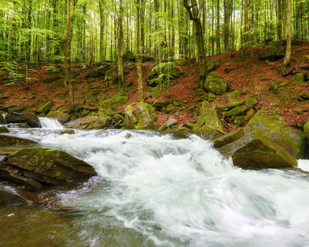 water stream in the carpathian woods among stones. outdoor nature scenery of a creek in beech forest in spring. ecology and fresh water concept