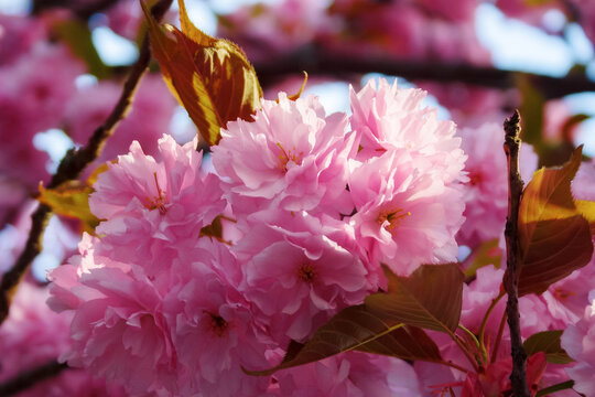 closeup of cherry blossom. branch of sakura tree in full bloom. spring garden background
