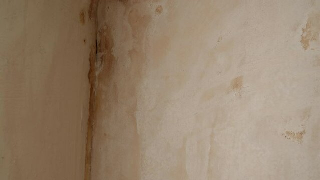 Tilt down shot showing still wet corner inside of house after wall was anti damp proofed treated and plastered. Real fungi, mushrooms started growing because repairs were delayed.
