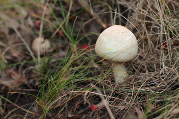 mushroom in the grass