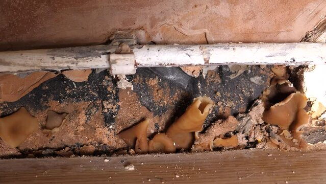 Consequences of damp inside of property - growing real fungi mushrooms from wall floor corner; wall was already anti damp proofed by damp proof paint (black) and damp proof membrane; panning close up