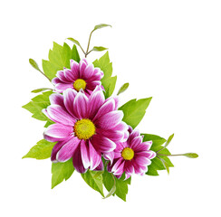 Fresh green leaves and purple flowers in a corner floral composition isolated on white or transparent background