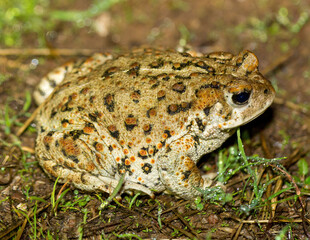 California Toad Adult. Joseph D. Grant County Park, Santa Clara County, California, USA.