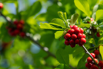 Red Possumhaw Berries in Springtime