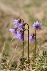 soldanella