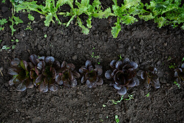 sprouts of green and red lettuce in open ground top view