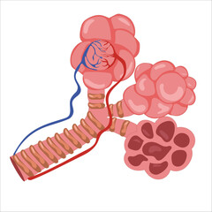 Alveoli detailed illustration 