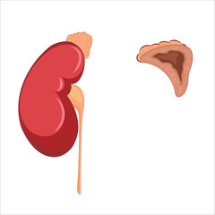 Human adrenal gland showing kidney and ureter