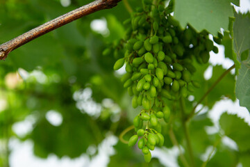 Close up of bunch of grapes growing food - 766570297