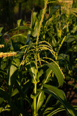 corn growing on the ground organic homegrown food - 766570403