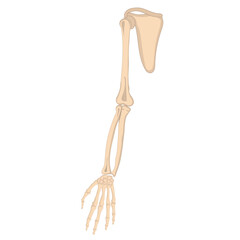 Obraz na płótnie Canvas Human full hand bone illustration