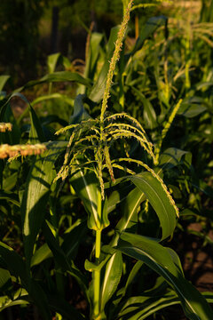corn growing on the ground organic homegrown food