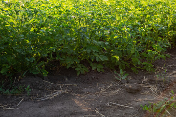 potatoes growing on the ground organic food - 766570617