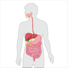 Human full digestive system illustration 
